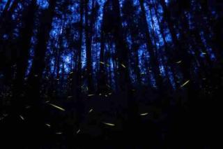 Cabaña en el bosque y cerca al río Starlink - 3