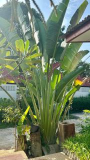 Aforetime Village - Amphoe Koksamui - 1
