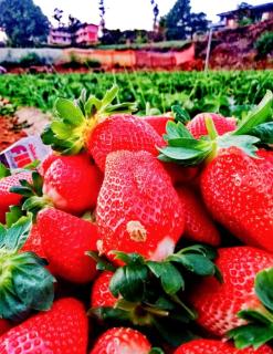THE GREENPEARL Mahabaleshwar - Mahabaleshwar - 9