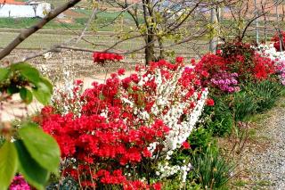 Taean Sujung Pension - Taean - 1