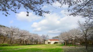 Sarongde bangdong - Chuncheon - 3