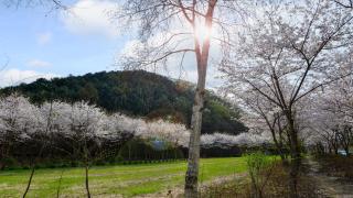 Sarongde bangdong - Chuncheon - 2