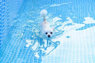Thank you dog pet pension - Gapyeong - 7
