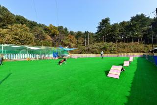 Thank you dog pet pension - 8