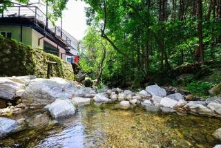 Forest Squirrel Pension - 6