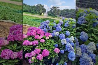 Poeguenhan Pension - Taean - 2