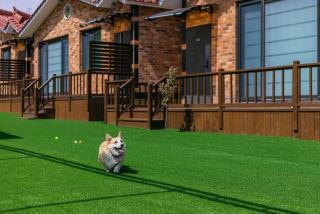 Gyeongju Helper pet Pension - 0