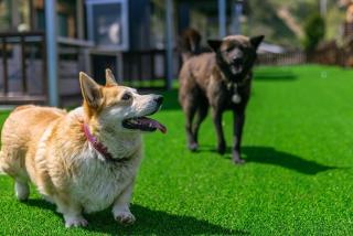 Gyeongju Helper pet Pension - Gyeongju - 3
