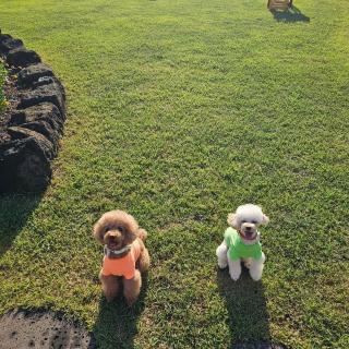 Joy Pingble House - 1