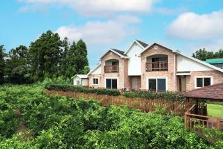 Jeju Haengwoon clover - 7