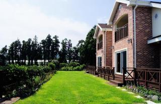 Jeju Haengwoon clover - 3