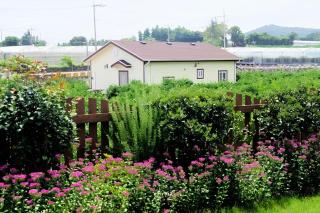 Jeju Haengwoon clover - 4