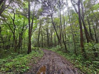 Saewatdaek Stay 1st branch - 3