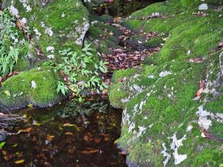 Saewatdaek Stay 1st branch - 1