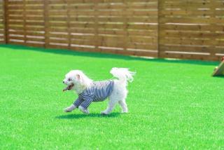 Mungs Club Pet friendly Pool Villa - 7