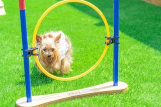 Mungs Club Pet friendly Pool Villa - Taean - 2