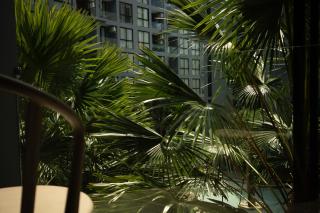 SABAY PROPERTY Apart N303 with scenic pool view surrounded by palm trees in CityGate Kamala - Phuket - 4