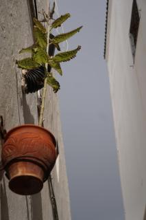Appartement marigold - 9
