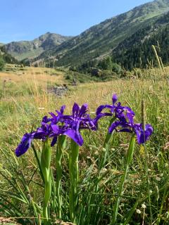 Appartement à Ordino - HUT 8270 - 5