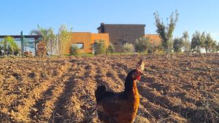 Ferme Naturalis - Salé - 0