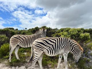 Wildlife & Ocean Retreat - Cidade Do Cabo - 0