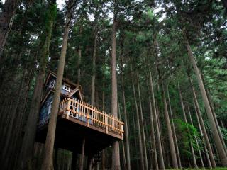 Mieux Forest - Uenohara - 7
