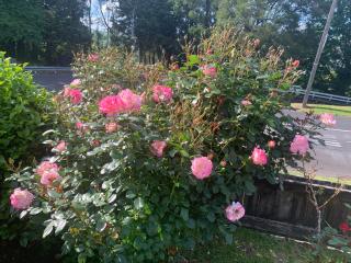 The Incline in Rangaroa - 1