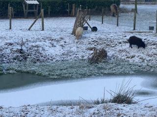 Tiny House 't klein geluk dichtbij Brugge met fiets' - 1