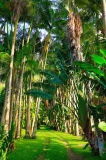 Waipio Valley Botanical Garden with Waterfall & Beach Access! - - 2