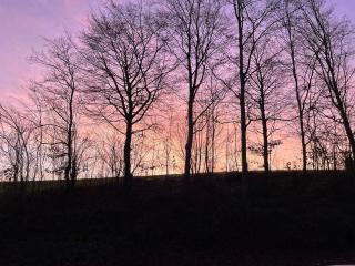 La Canopée des Arbres, Juliette - 1