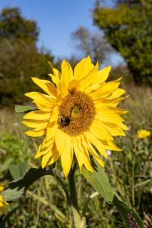 Bramley Cabin Suffolk Relaxing Getaway - 4