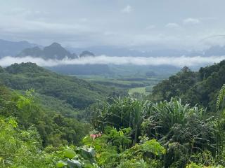 Flora Hostel KhaoSok - Parco Nazionale di Khao Sok - 4