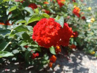 New Serene Mountains Munnar - 2