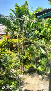 Nadil Homestay - Kuta Lombok - 7