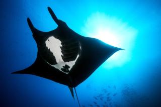 Komodoku Daily Trip Labuan Bajo -  - 6