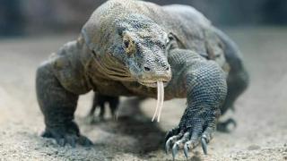 Komodoku Daily Trip Labuan Bajo - - 2