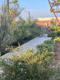 Shinas Farm - Al Hāmilīyah - 5