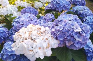 BeB Villa Licia Appartamento - 4