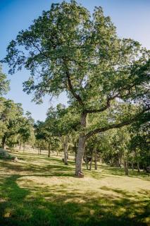 The Oak Meadows Guest House - Mariposa - 7