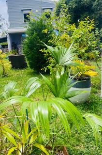 Karma oasis - Saint-Joseph - 6
