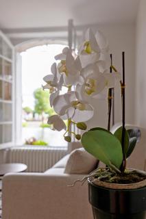 Les appartements de l'Orangerie - 5