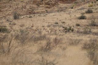 Alt Duwisib Nature Escape - Duwisib - 3