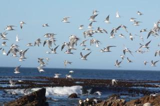 Mogit-ewig-duur - Hermanus - 9