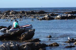 Mogit-ewig-duur - Hermanus - 8