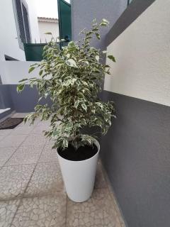 Hortasol A - Funchal - 4