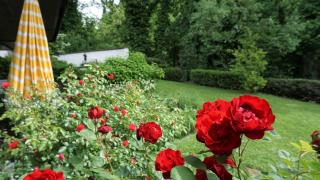 Ferienwohnung Oase am Rosenhag - 1