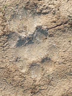 ELEPHANTA Corbett, Riverdale Forest Lodge, Mohan - Rāmnagar - 8