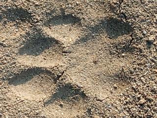 ELEPHANTA Corbett, Riverdale Forest Lodge, Mohan - Rāmnagar - 7