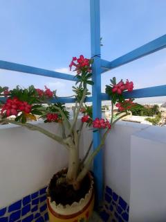 Gladden Villa - Udaipur - 4
