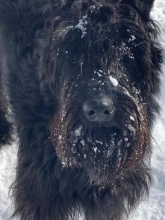 Urabandai Cranes - 2